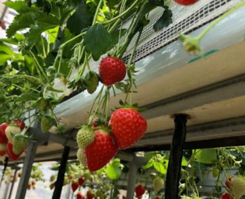 食のSDGｓ　南大阪・いずみふれあい農の里が取り組む食や地域のＳＤＧｓを学ぶ